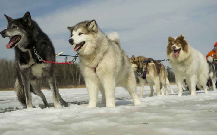 a group of sled dogs attached to a sled stand on a frozen snowy lake
